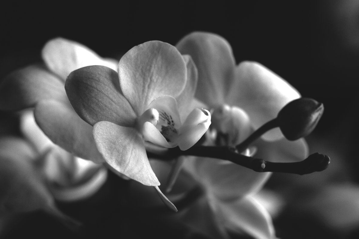 орхидея - Татьяна Лапий