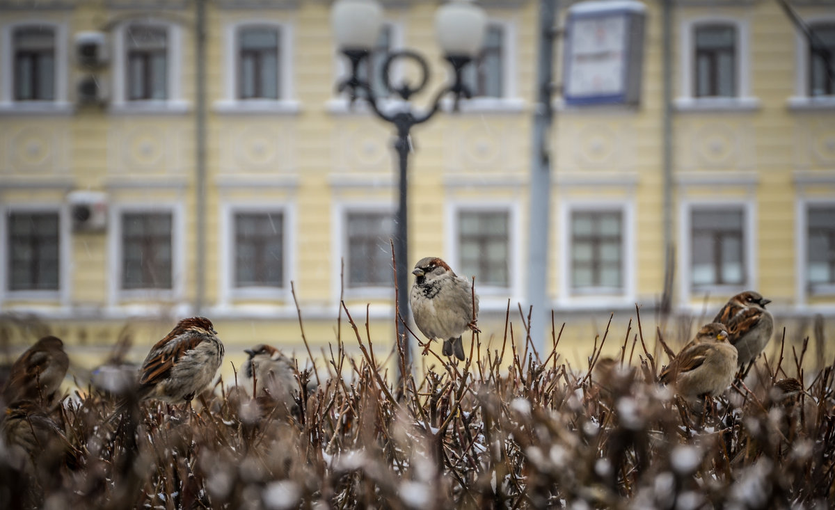птицы города - Олеся Семенова