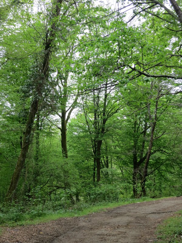 Изумрудный лес - valeriy khlopunov