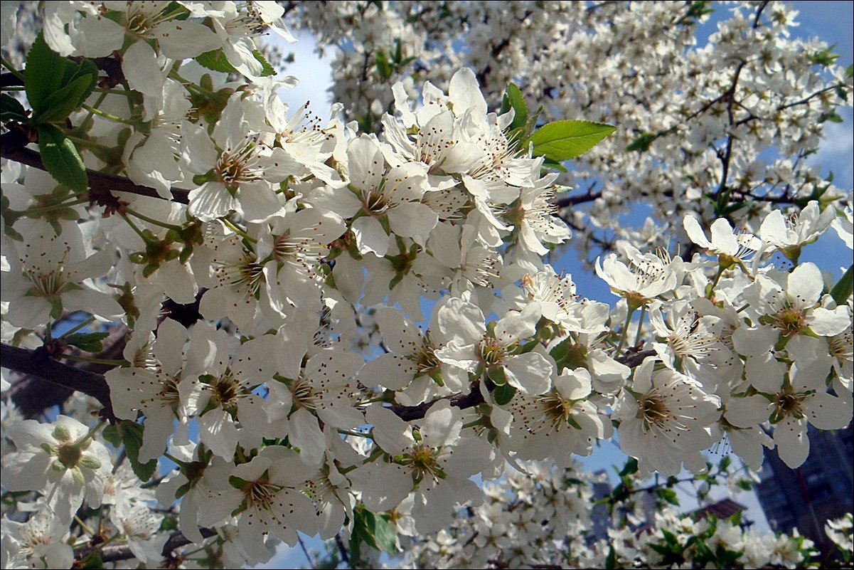 Пышное цветение дикой вишни - Нина Корешкова