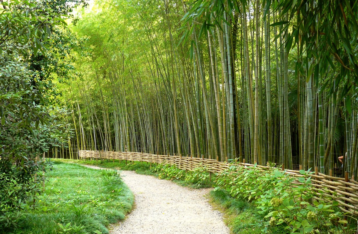 ботанический сад, бамбук - Леонид Натапов