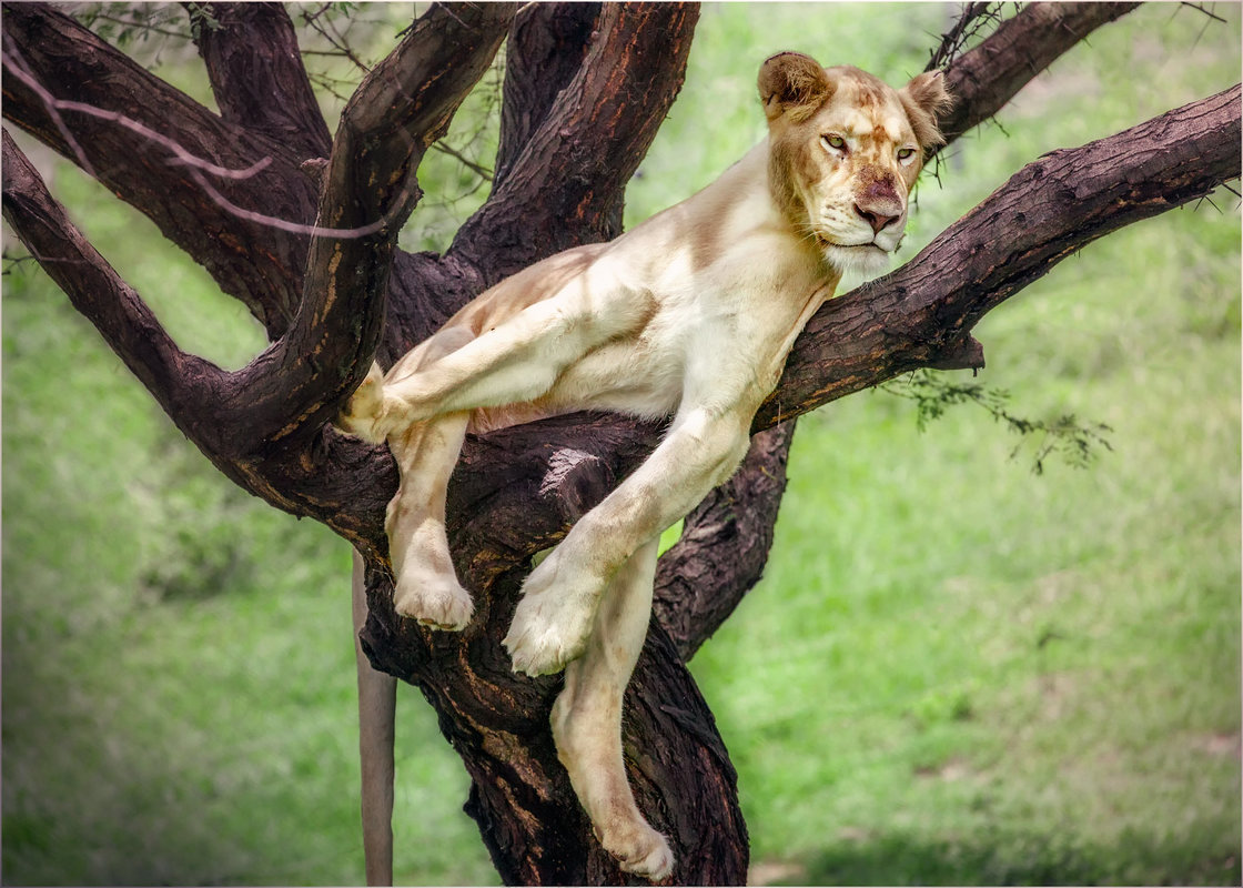 Царь...он и на дереве Царь...Танзания!!! - Александр Вивчарик