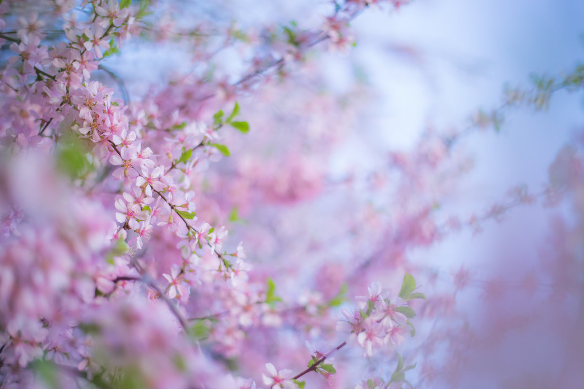 розовое дыхание весны - Мария Корнилова