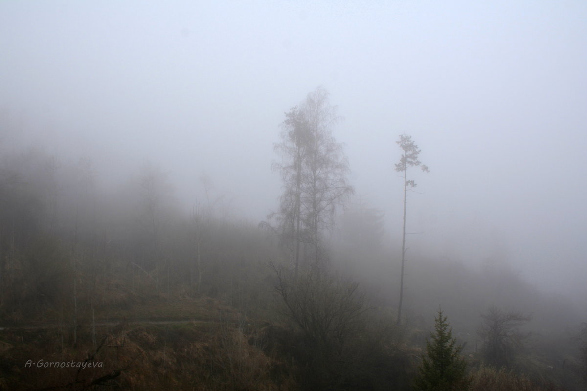 Белый туман похож на обман... - Anna Gornostayeva