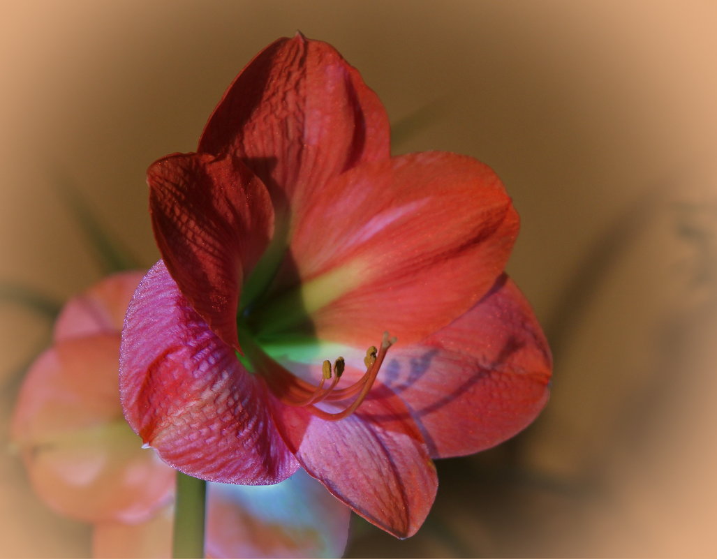 Цветочек аленький - leoligra 