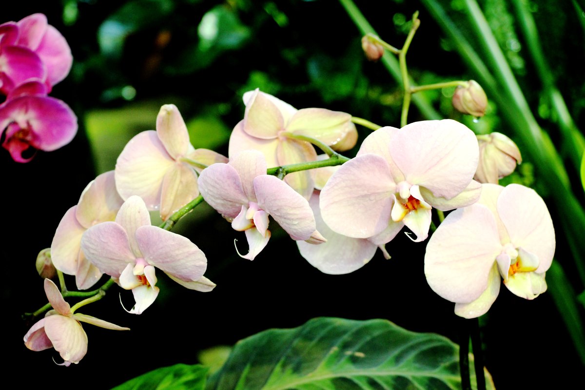 Орхидеи - Татьяна Богачева