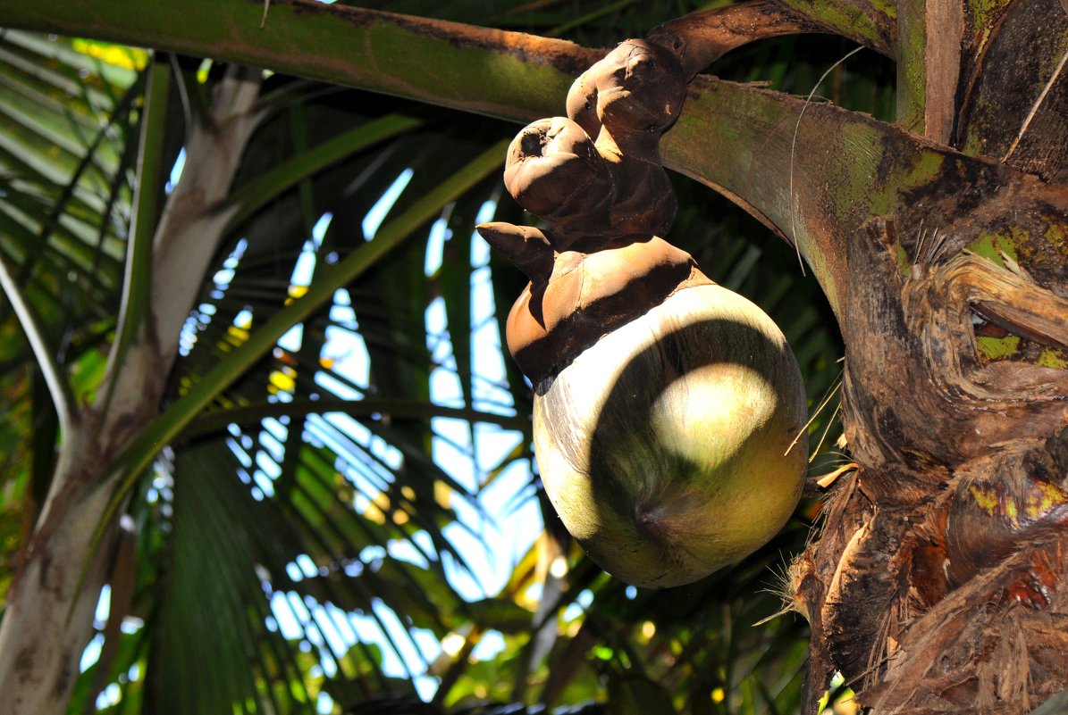 Коко де мер (Сейшельский орех, Морской кокос, Мальдивский орех) - vg154 