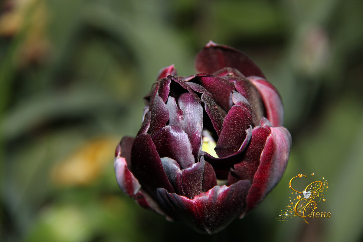 черный тюльпан - Елена Константиниди