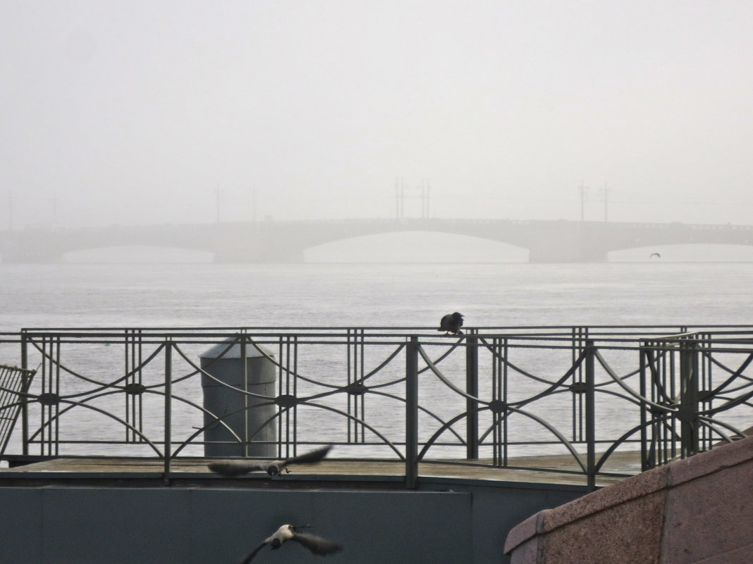 В тумане Дворцовый мост - Елена 