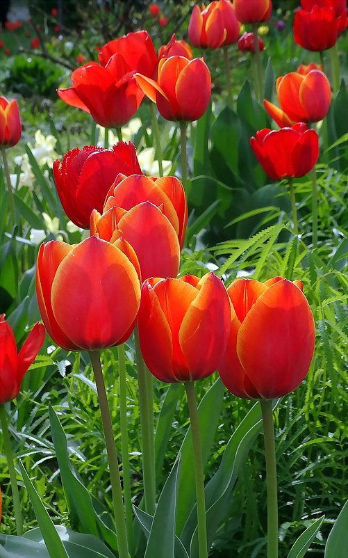 Киевские тюльпаны Фото №3 - Владимир Бровко