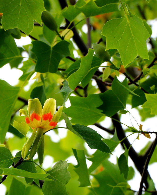 Тюльпанное дерево - Светлана 