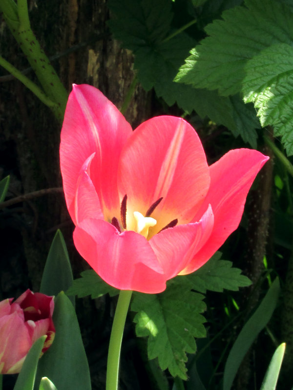 Сегодня в моем саду были замечены новые виды тюльпанов )) - НаталиЯ ***