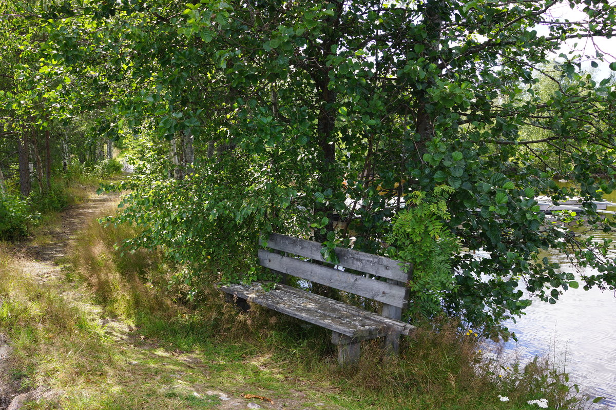 Скамейка в кустах - Vladimir 