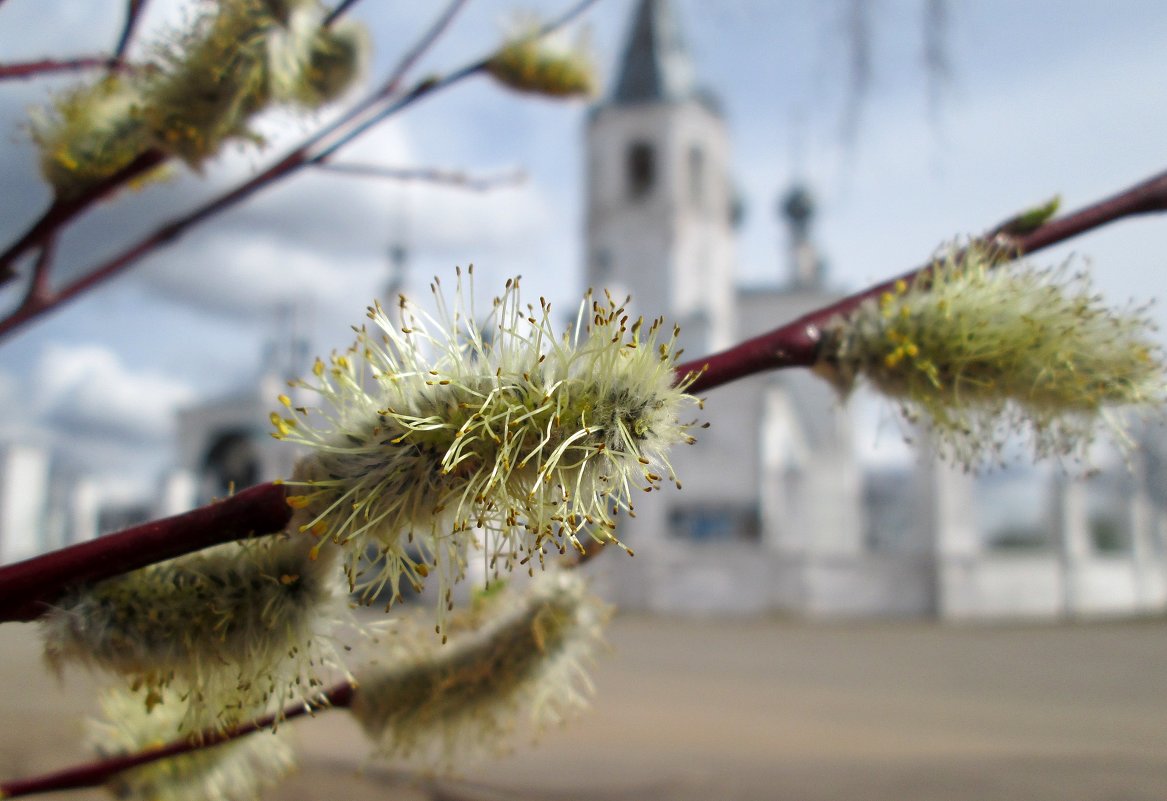 Вербное (2). - Михаил Попов