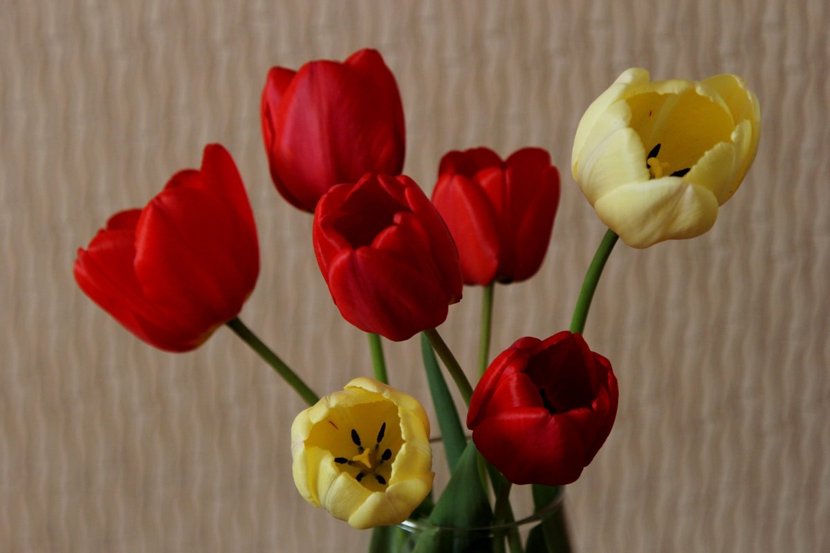 Тюльпаны - Ирина 