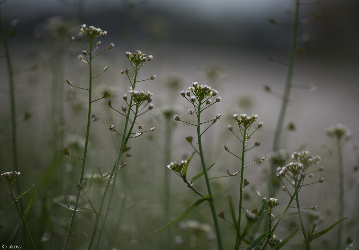 весенние,  полевые цветы - Lana Kasiková