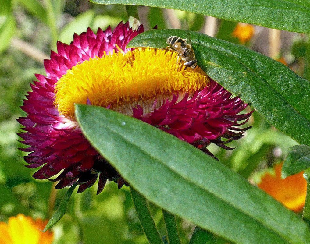 Цветок с пчёлкой - Вера Щукина