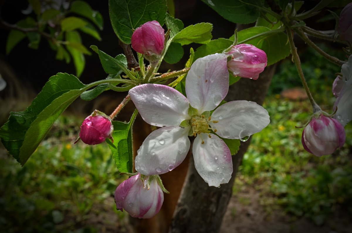Цветущая яблоня - Marina Timoveewa