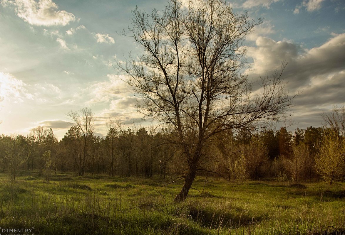 Закат и дерево - Dmitriy Predybailo