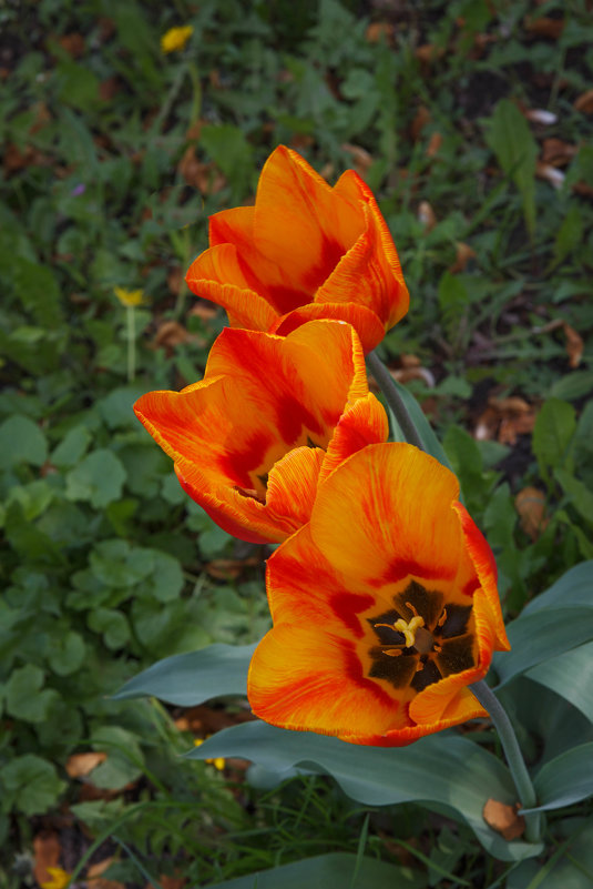 « ..Тюльпаны - это дивные цветы...Кто раз увидел чары их познает...» - Андрей Нибылица
