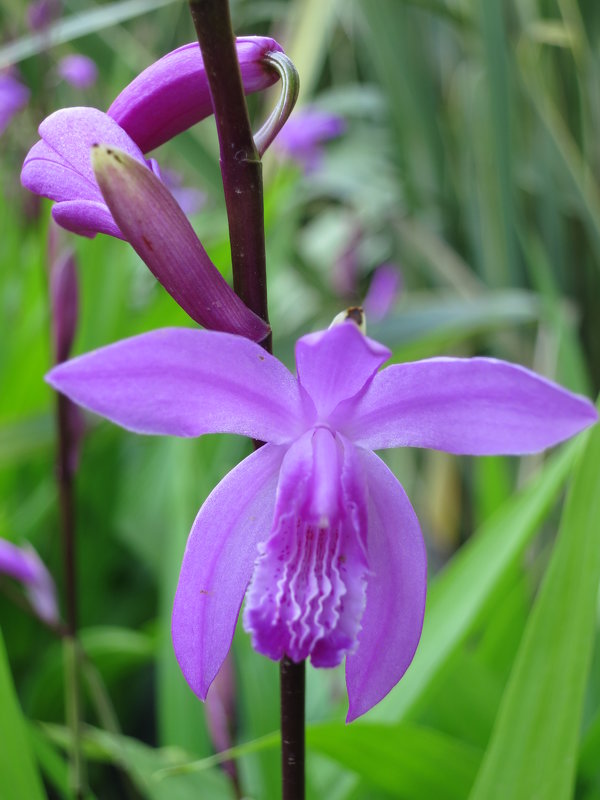 Орхидея - valeriy khlopunov