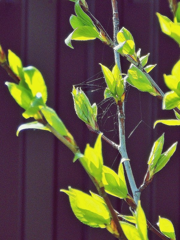 Паутинка без паука - Фотогруппа Весна