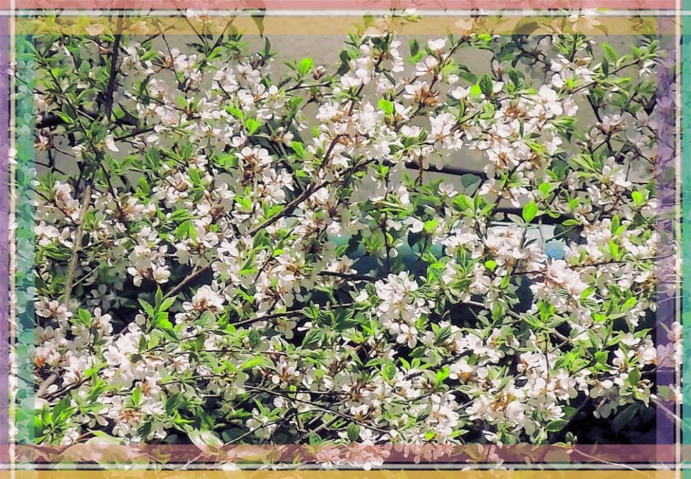 Цветёт войлочная вишня - Domna Kuznechic