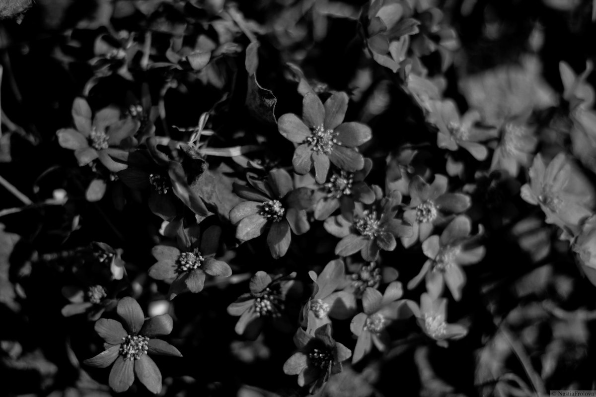 black flowers - Анастасия Фролова