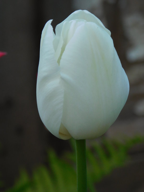 белый тюльпан - Diana Sokol