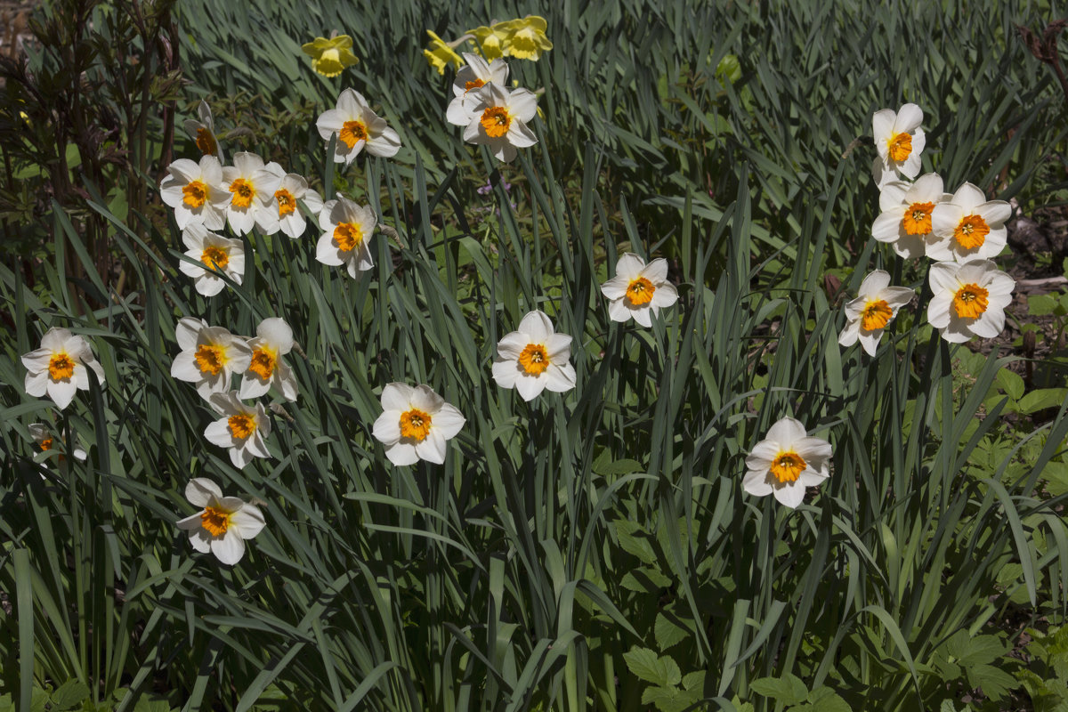 Весенние цветы - Aнна Зарубина