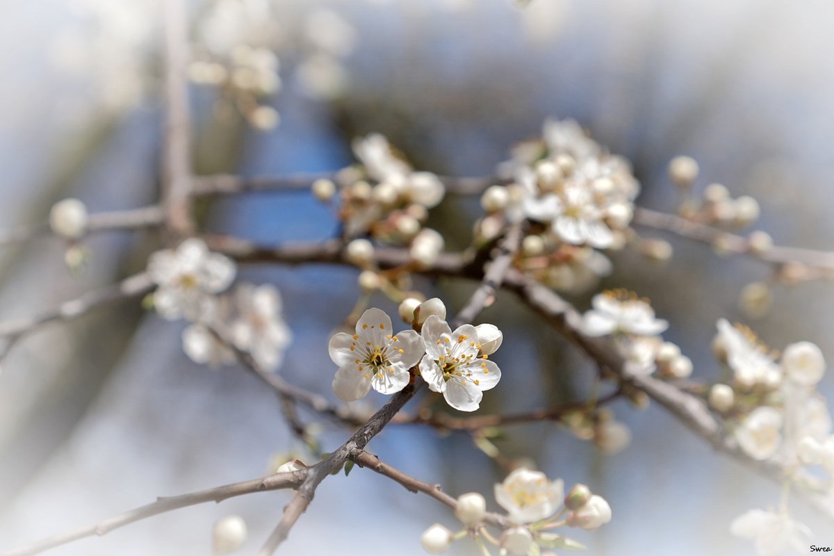 Белая весна - wea *