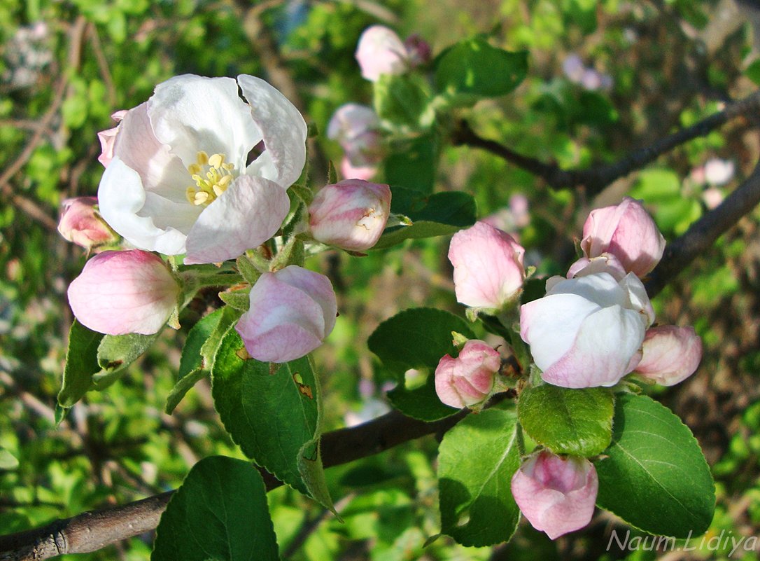 Яблоня в цвету - Лидия (naum.lidiya)