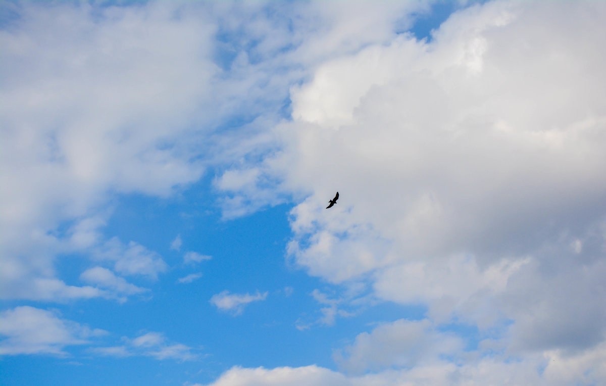 птица в небе - Света Кондрашова