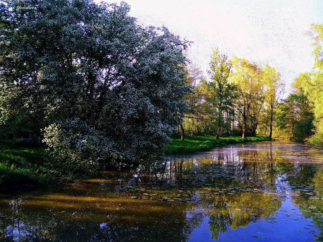 Старый пруд - Nina Yudicheva