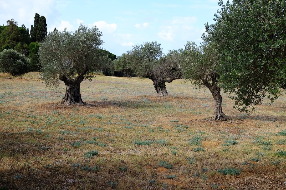 масличные деревья - evgeni vaizer