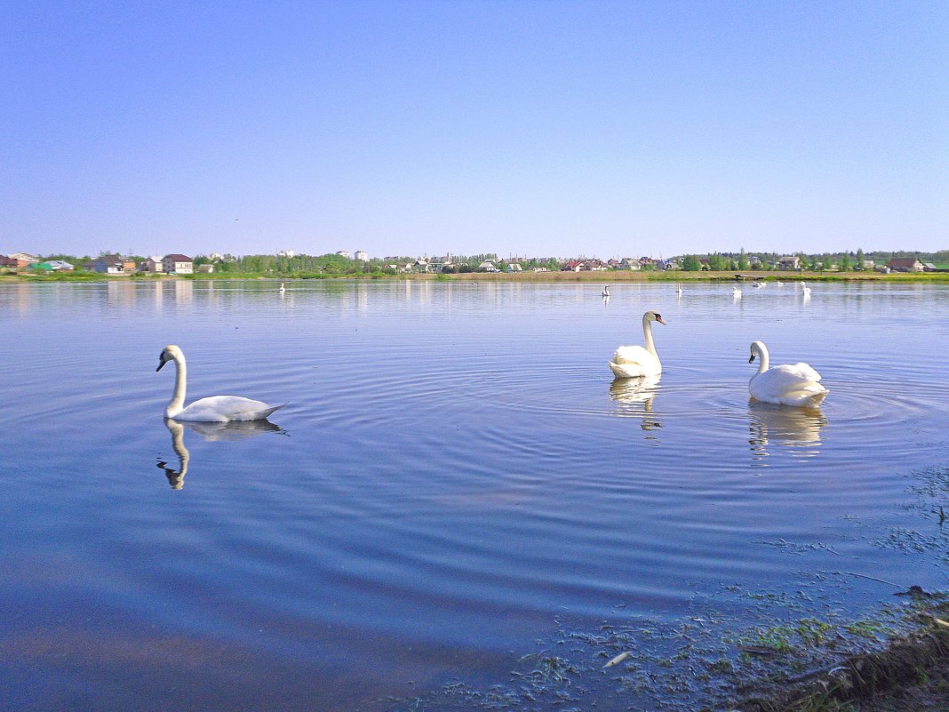 Лебединое озеро - Vladimir Semenchukov