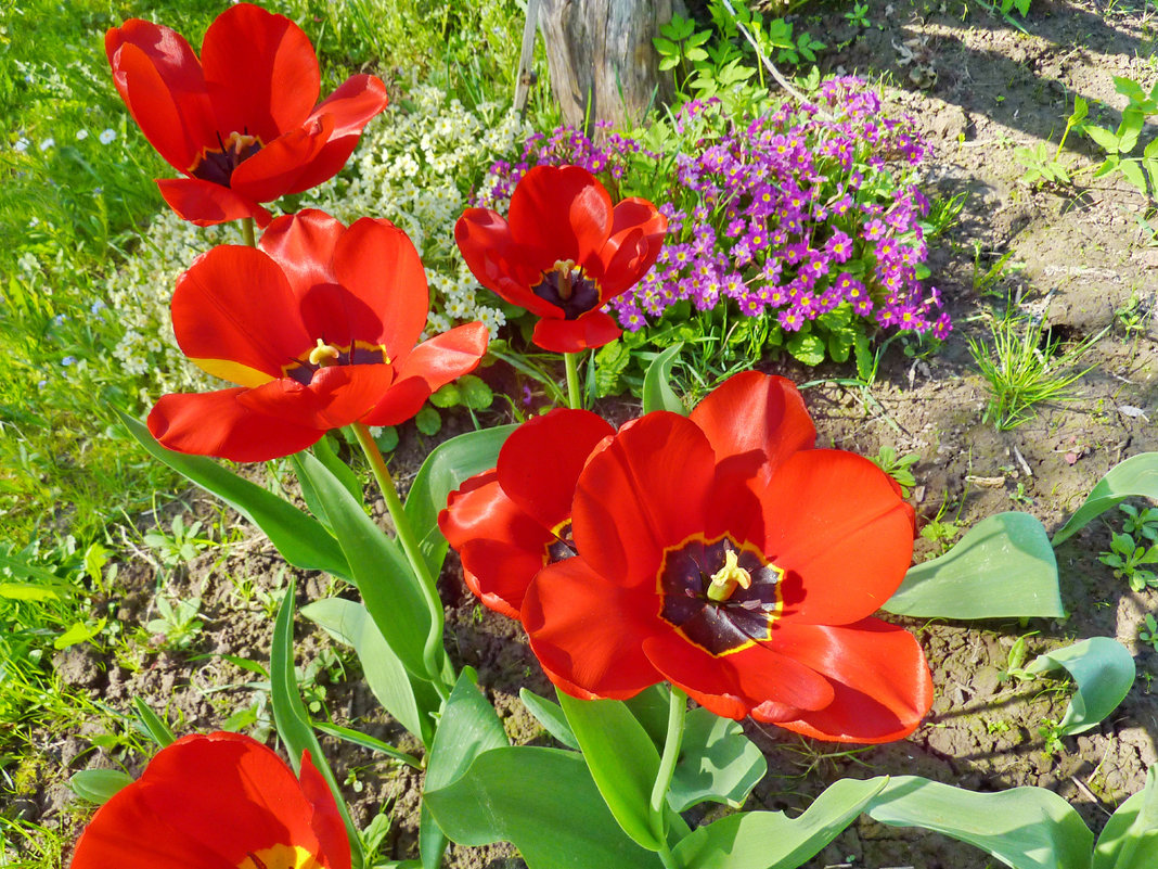 Цветы в моем саду - Валерий Талашов