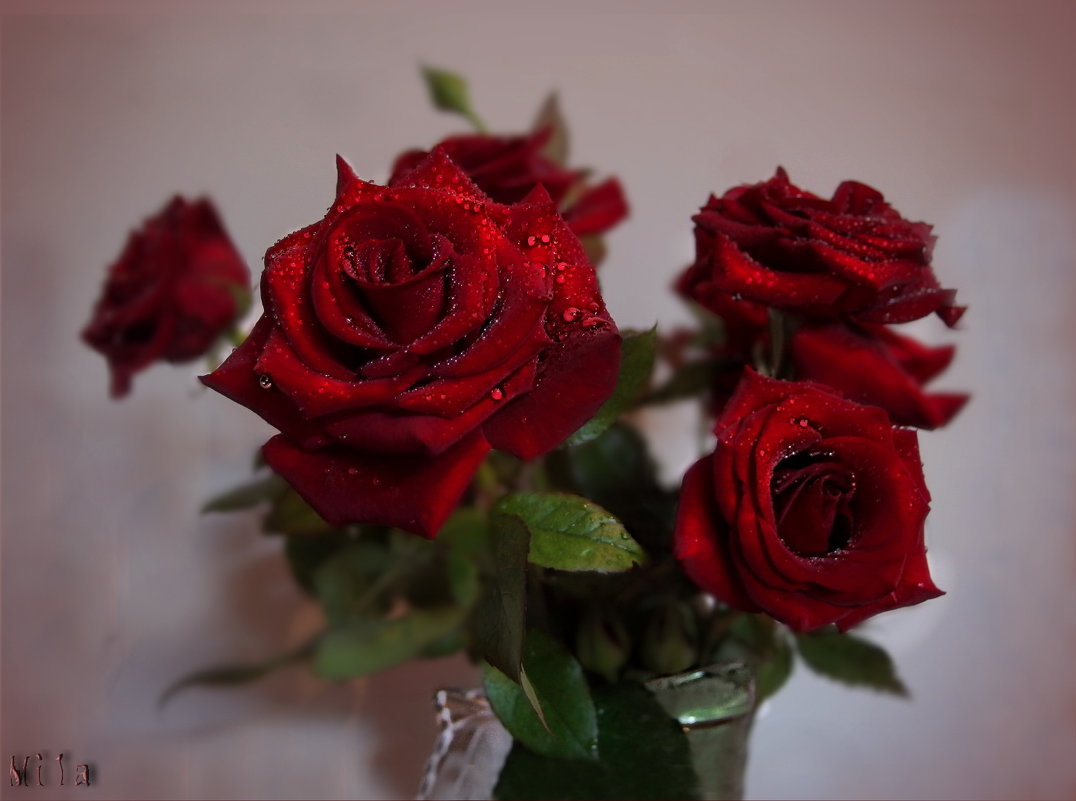 Красная роза ... рубином в бутоне взгляд приковала - живая, как кровь... - Людмила Богданова (Скачко)