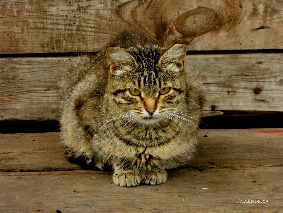 А  МЫ  МЕСТНЫЕ,  ДЕРЕВЕНСКИЕ... - Галина 