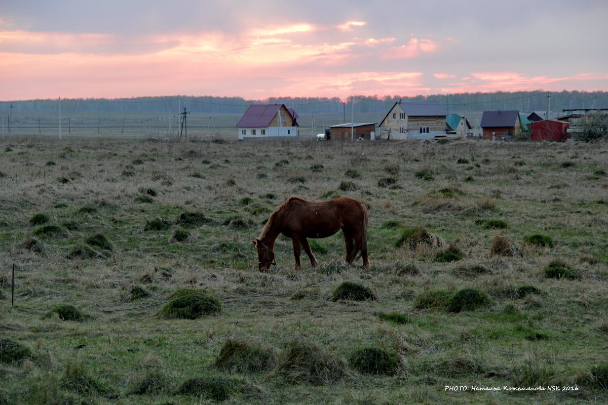 Лошадка на фоне заката Солнца - Наталья Солнышко