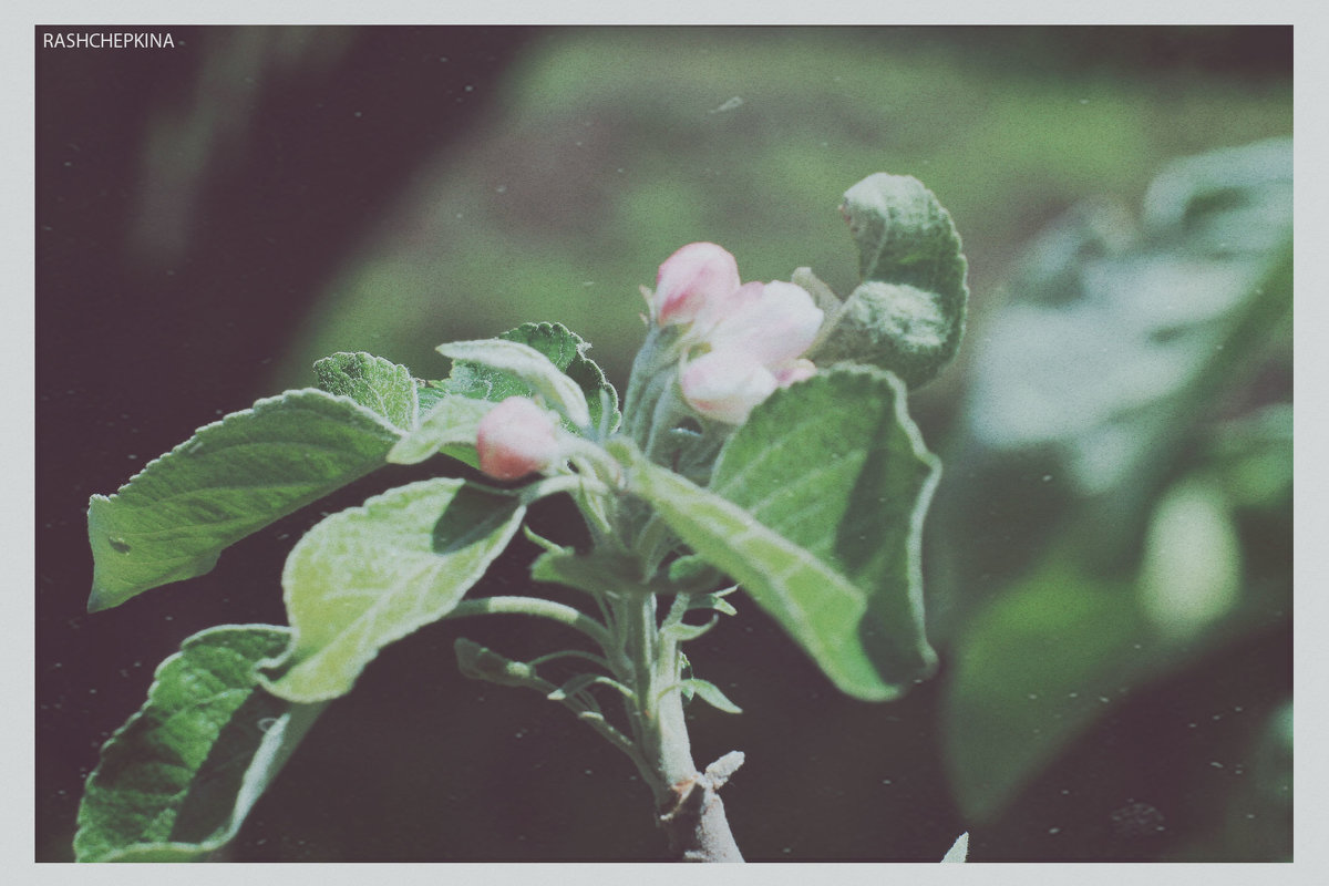 Ветка яблони - Мария 