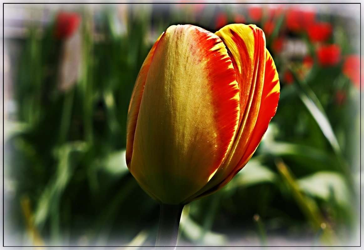 Весеннее цветение - Любовь Чунарёва