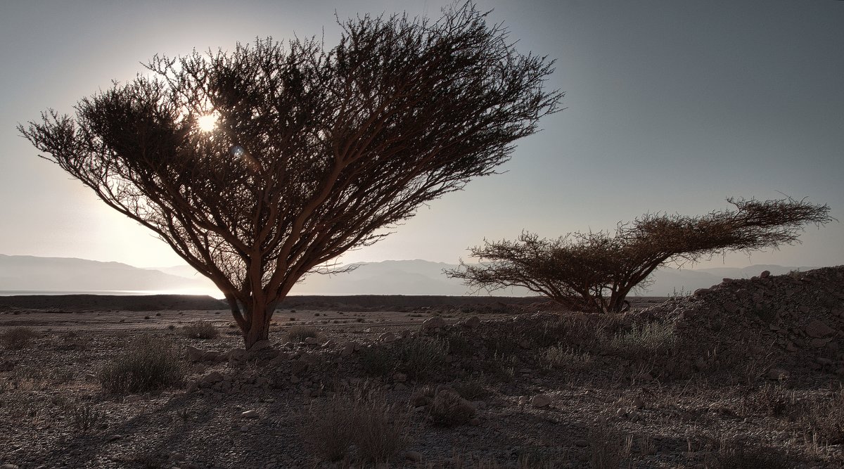 Dead Sea Landskape - Евгений Мельников