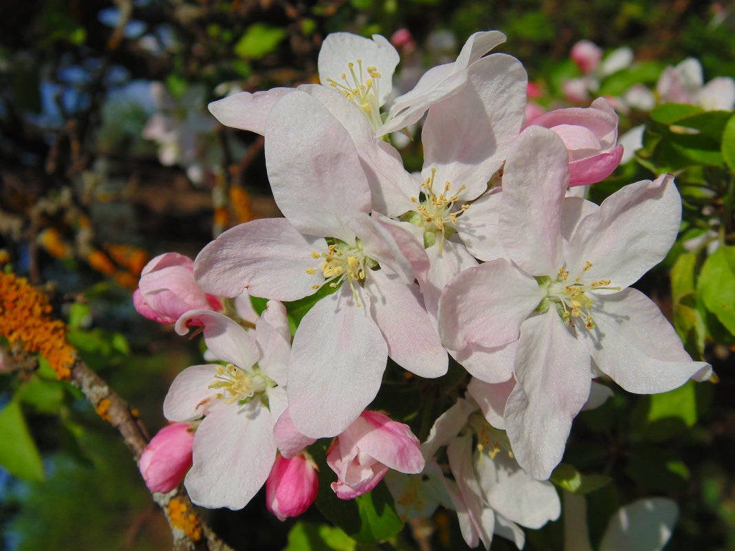Душистые бело-розовые цветы яблони. - Людмила Ларина
