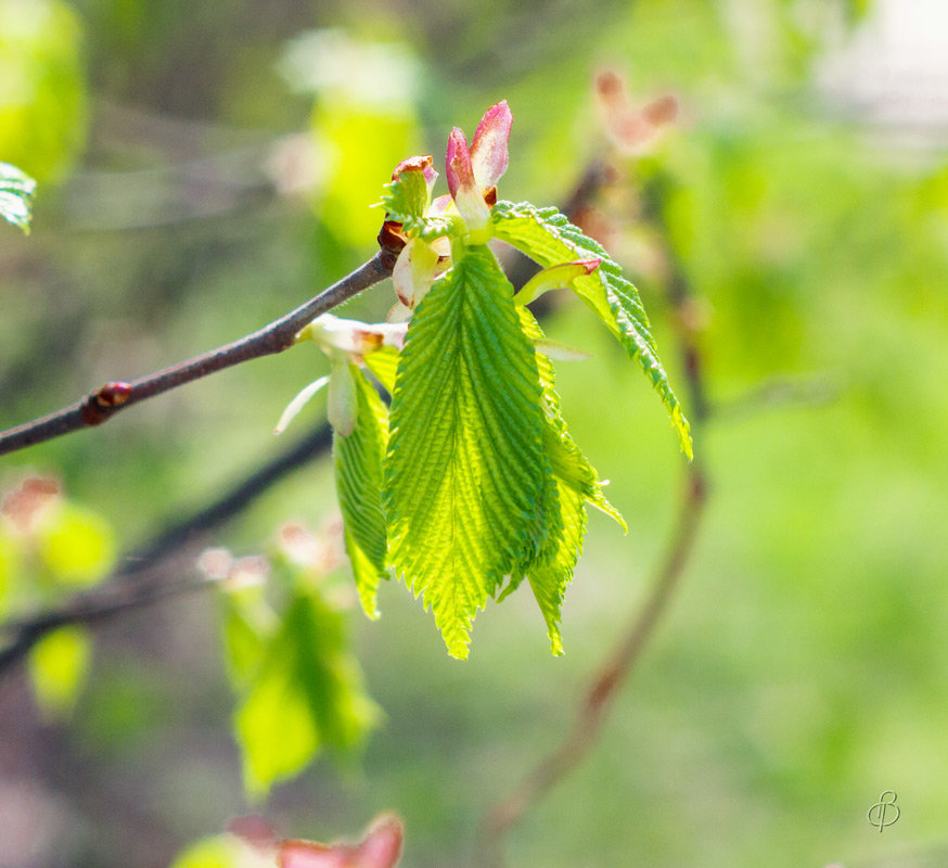 Молодые листья липы - Виталий 