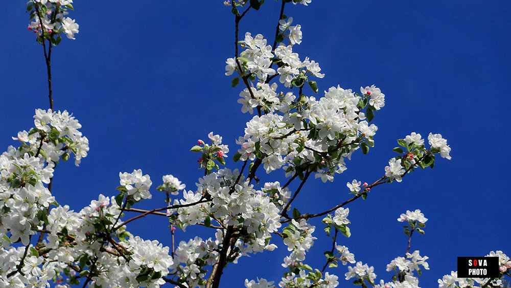 яблоня в цвету - Olga Salnikova