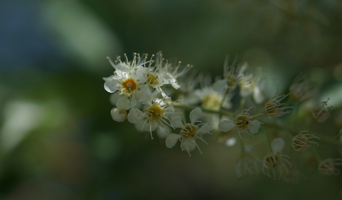 Последние цветы черёмухи - Balakhnina Irina