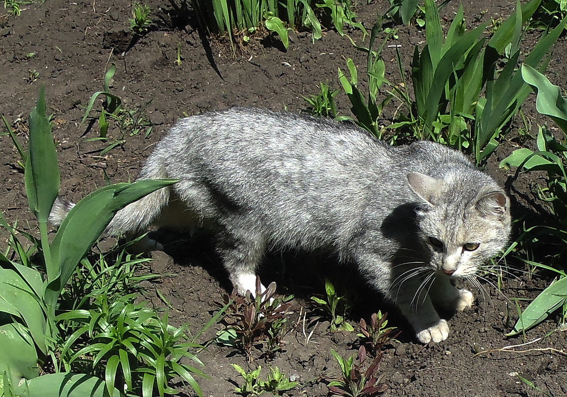 Котейка насторожился . - Мила Бовкун