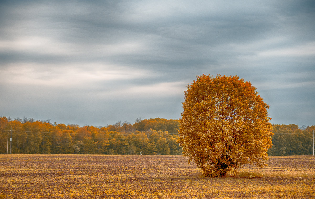 Одинокое дерево - Сергей Крылов