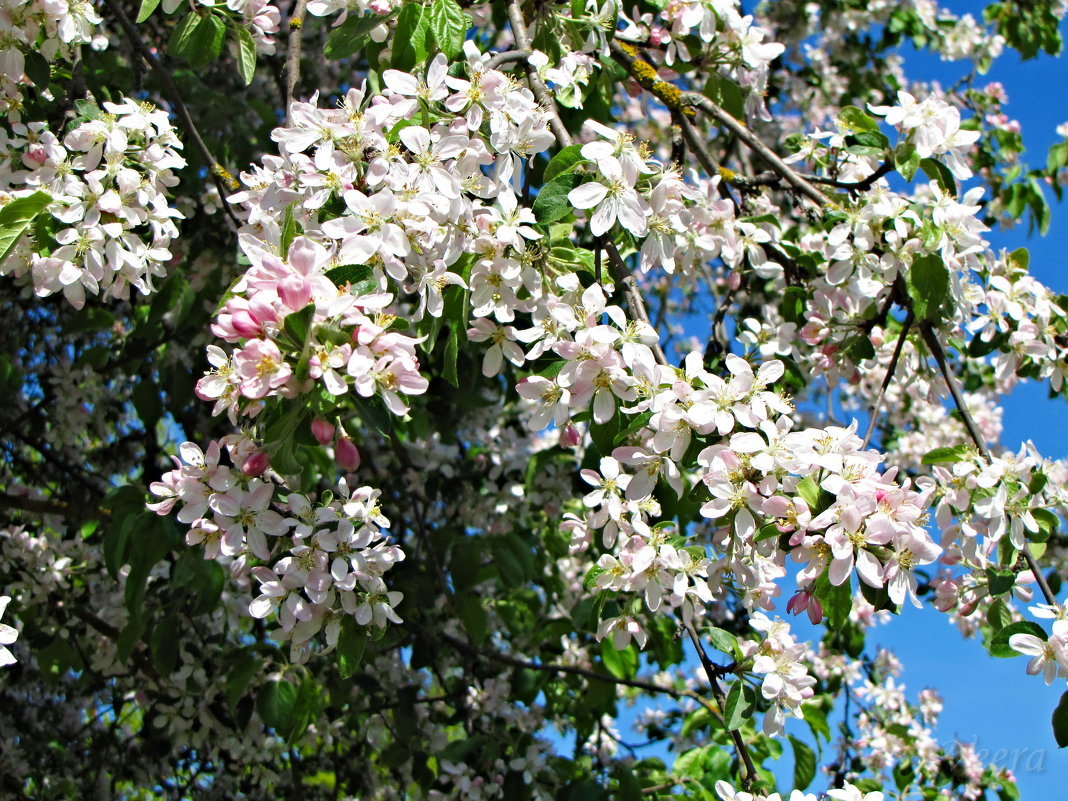 Яблони цвет - veera v